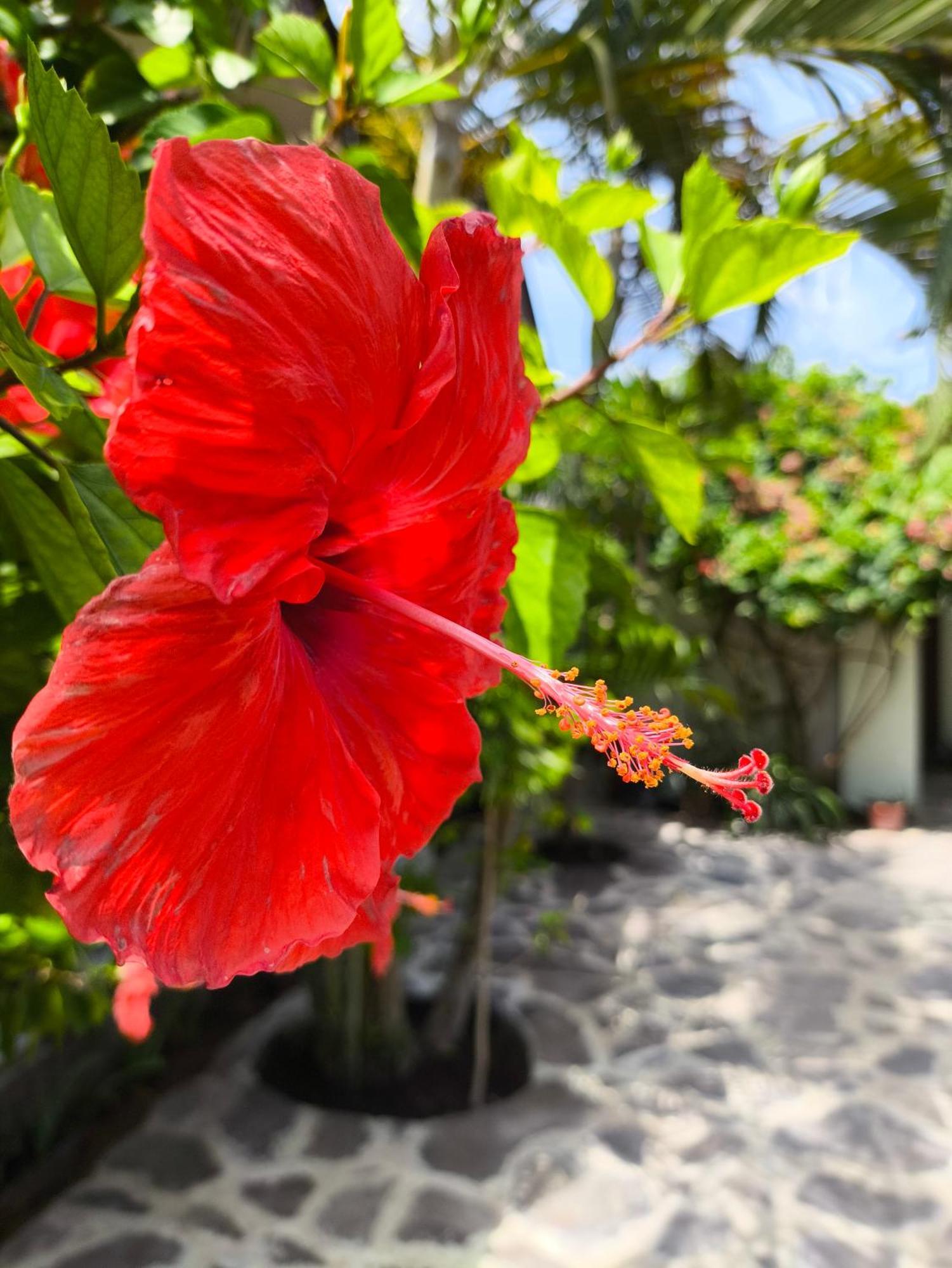 Gili Mesari Cottages & Homestay Gili Trawangan Exterior photo